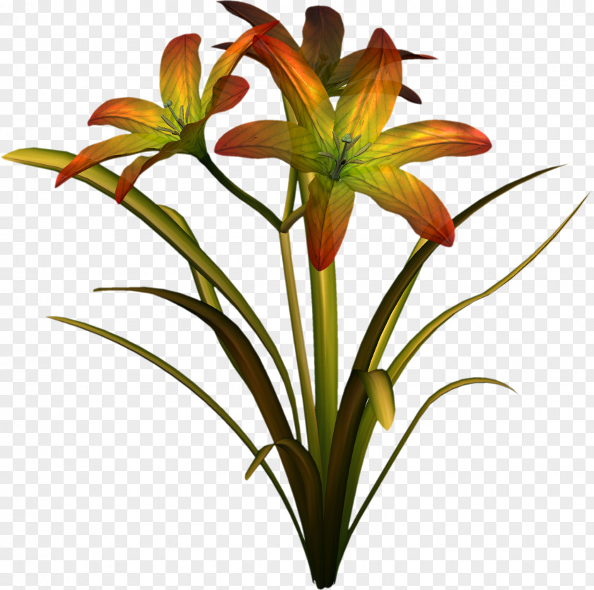 Money Tree Cut Flowers Lilium Daylily Plant PNG