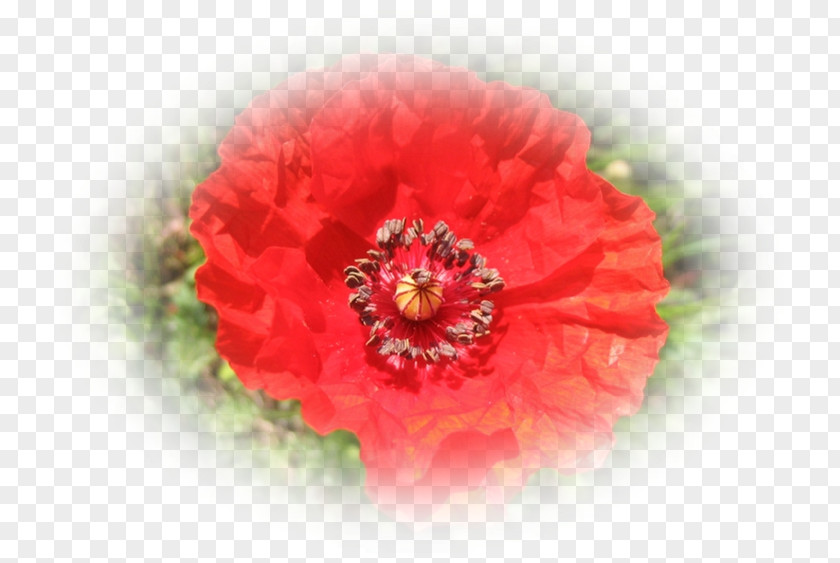 Peony Close-up PNG