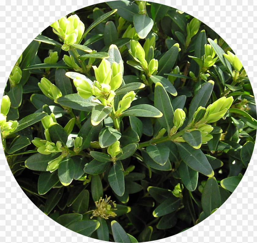 Plant Evergreen Buxus Sempervirens Shrub Microphylla PNG