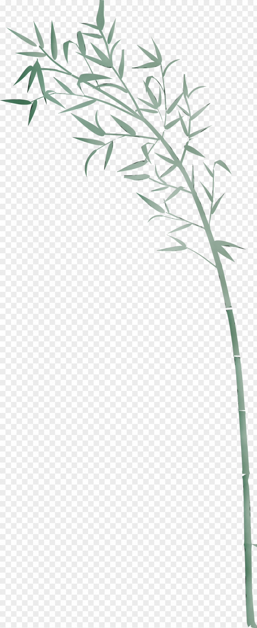 Plant Stem Grass Family Flower PNG