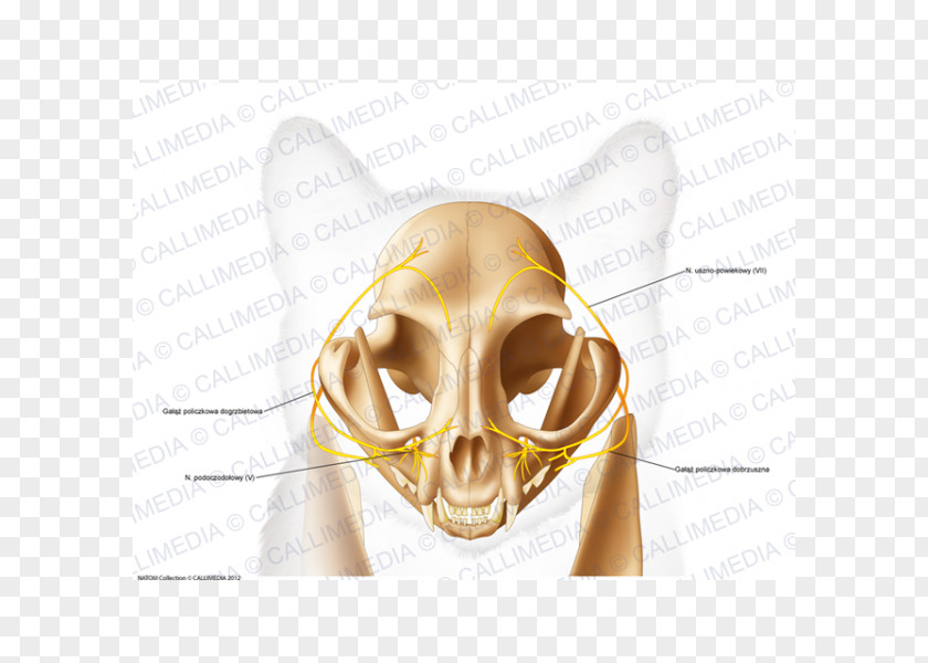 Skull Temporal Bone Anatomy Head PNG