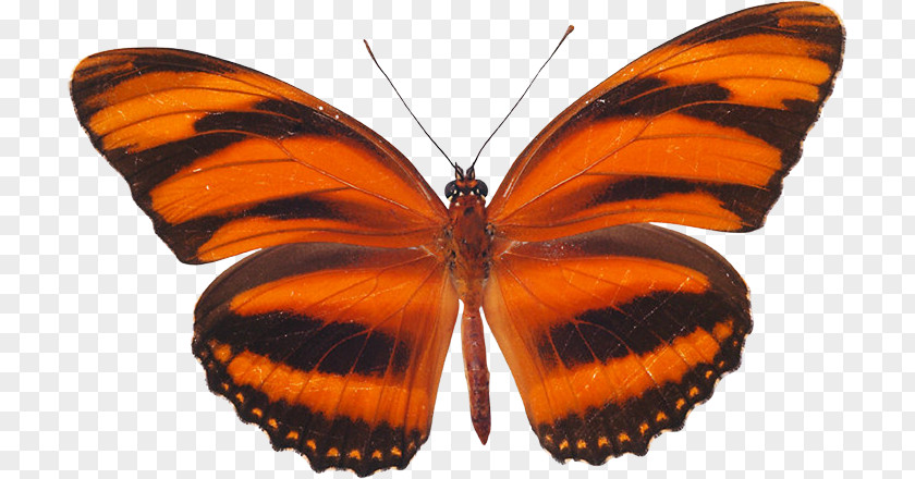 Butterfly Monarch Pieridae Moth Gossamer-winged Butterflies PNG