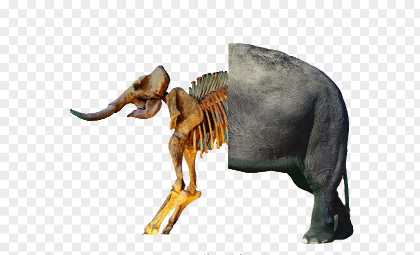 Elephant Fossils African Bush Mammoth Fossil PNG