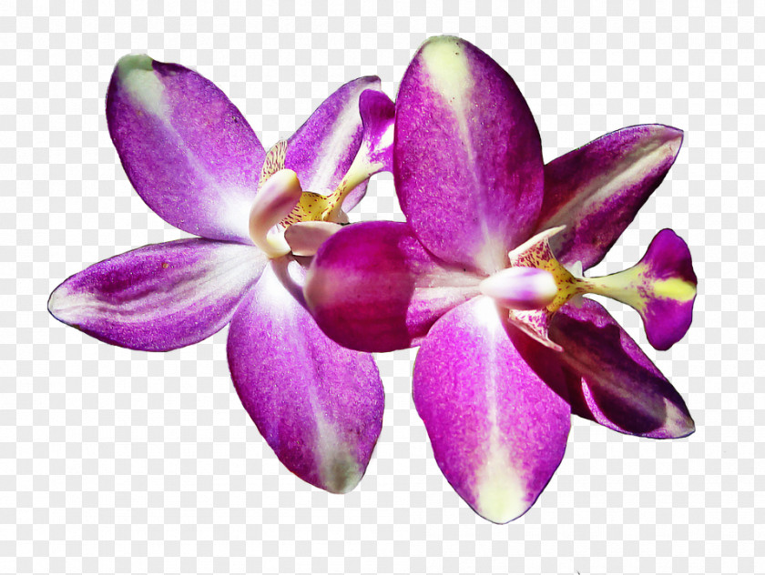 Flower Moth Orchids Petal Cattleya Image PNG