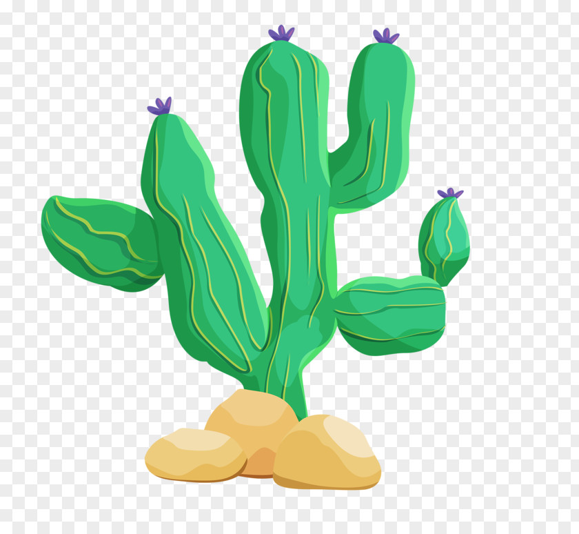 Green Cactus Cactaceae Desert Stock Photography Illustration PNG