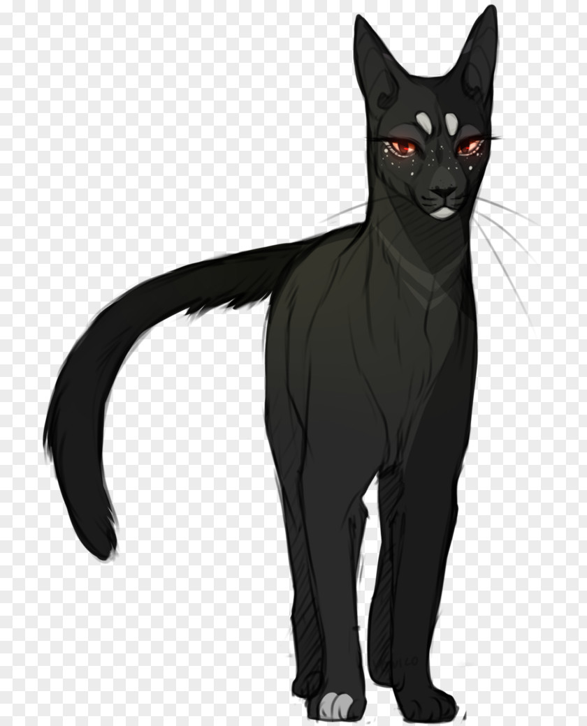 Kitten Black Cat Bombay Domestic Short-haired Warriors PNG