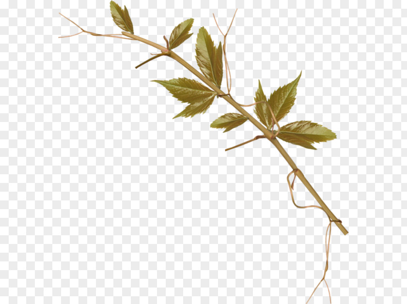 Leaf Twig Clip Art PNG