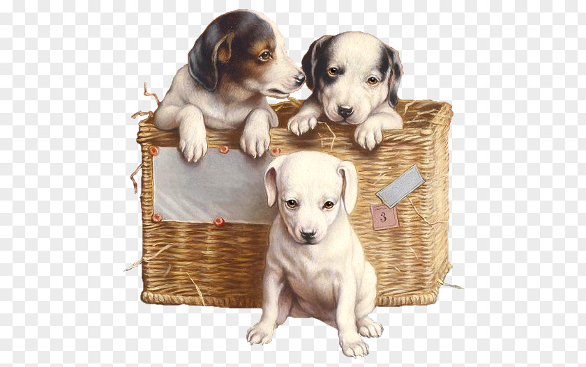 Pups Puppy Dog Breed Jack Russell Terrier Siberian Husky Dachshund PNG