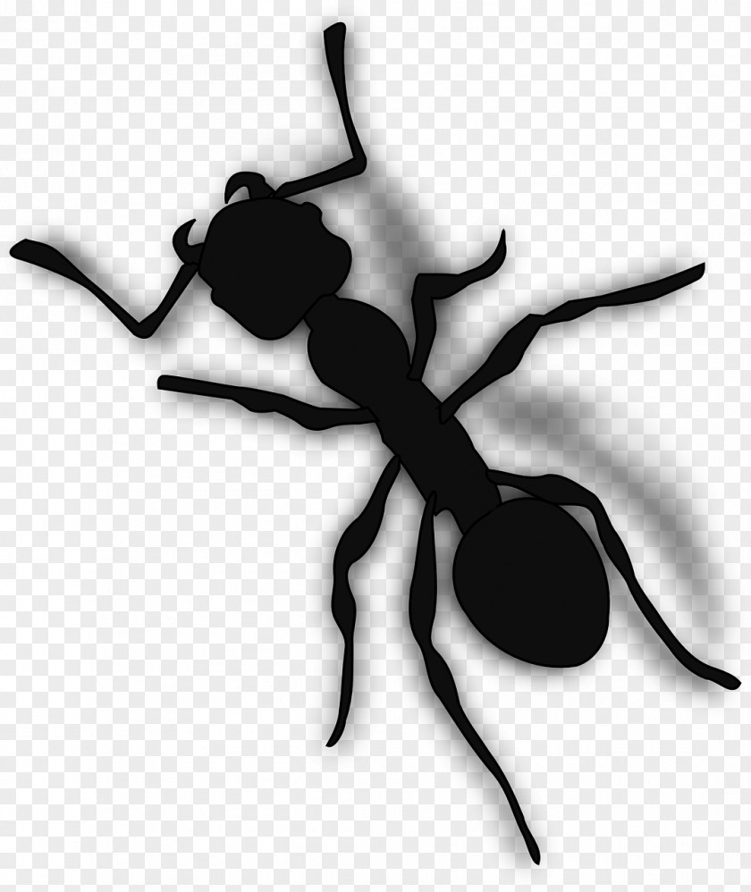 Black Ants Ant Clip Art PNG