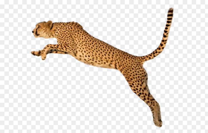 Jump Leopard King Cheetah Felinae Clip Art PNG