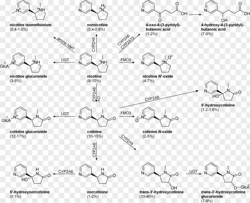 Urinary Calcium Nornicotine Tobacco Wikipedia Cotinine PNG