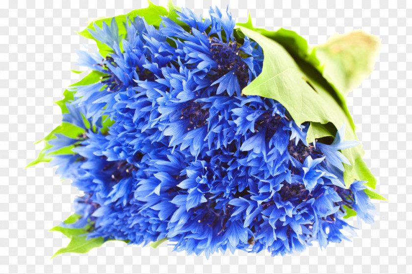 A Bouquet Of Cornflowers Cornflower Blue Flower Stock Photography Illustration PNG