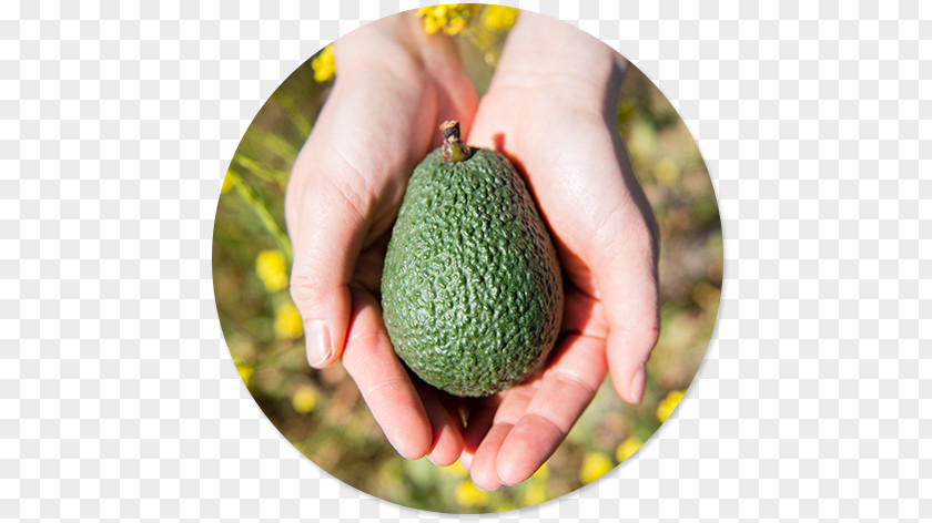 Avocado Nutrition Cholesterol Phytosterol Low-density Lipoprotein PNG