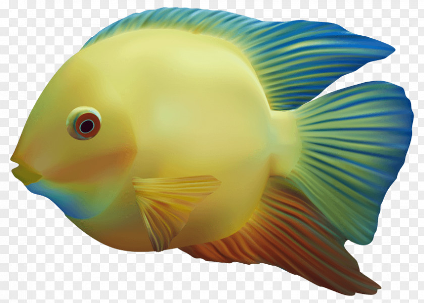 Cod Fish Goldfish Tropical Fishkeeping Aquarium PNG