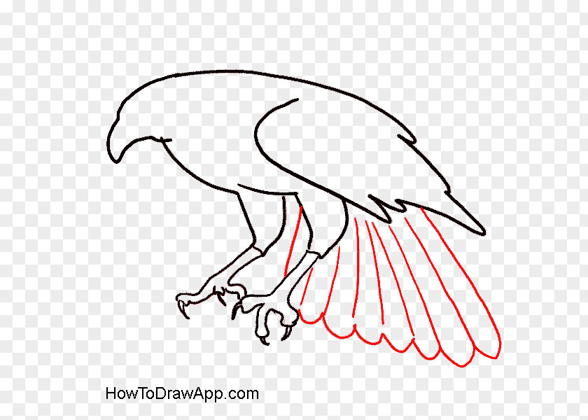 Eagle Bald Drawing Clip Art Bird PNG
