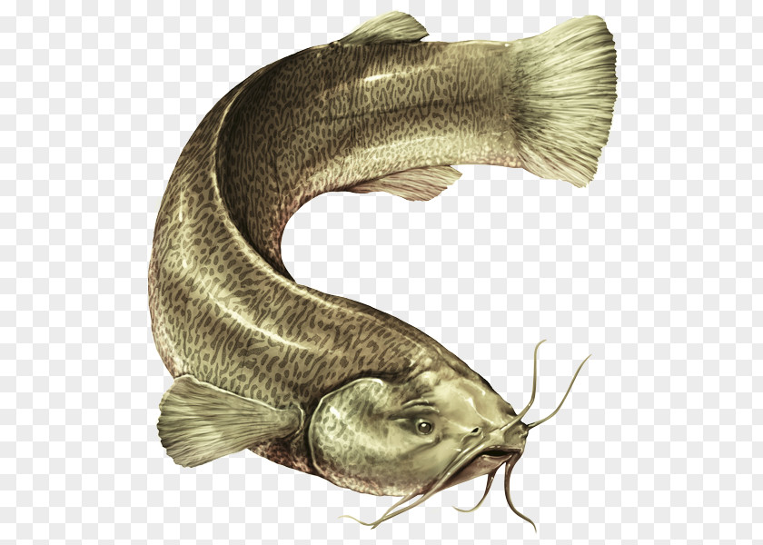 Fish Catfish Eremophilus Mutisii Savanna PNG
