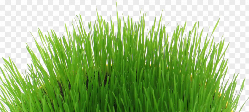 Lawn Herb Green Grass Background PNG