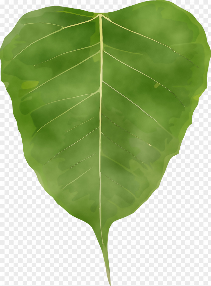 Leaf Green Plant Flower Tree PNG