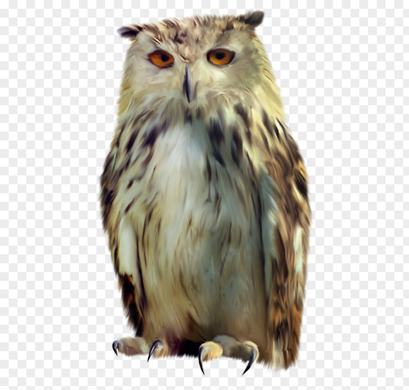 Owl Bird PNG