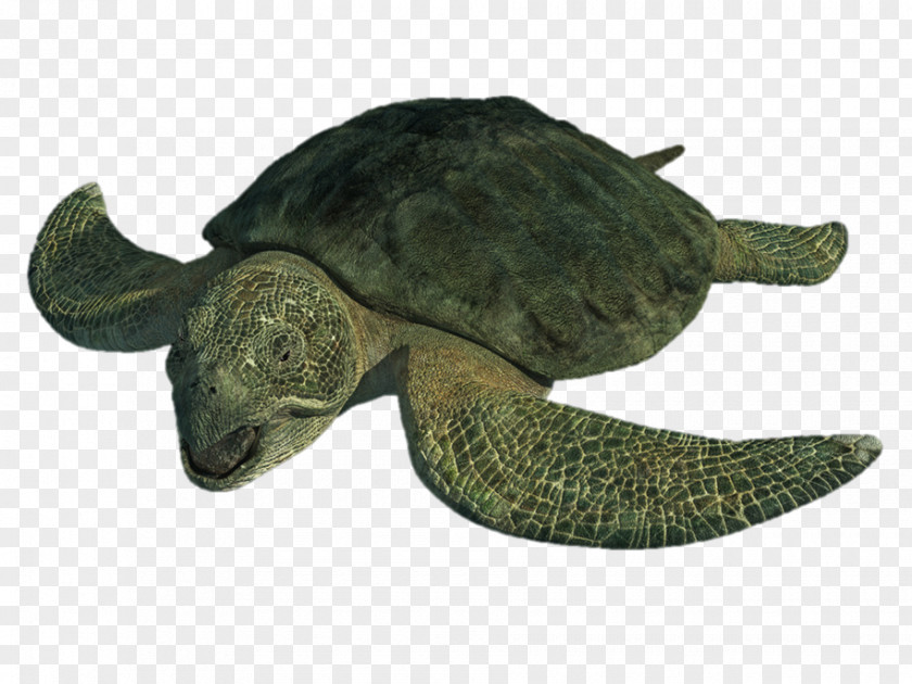 Turtle Protostega Archelon Late Cretaceous Psephoderma PNG