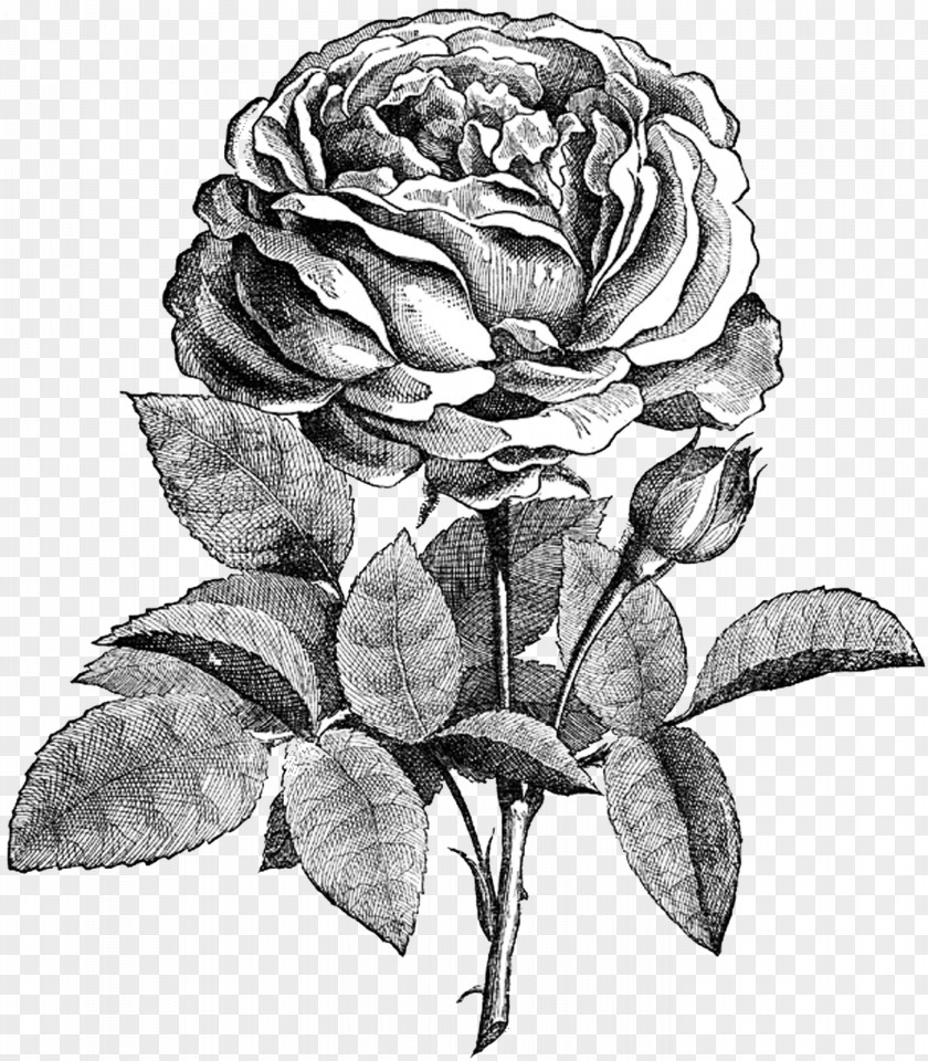 Drawing Flower Rose Sketch PNG