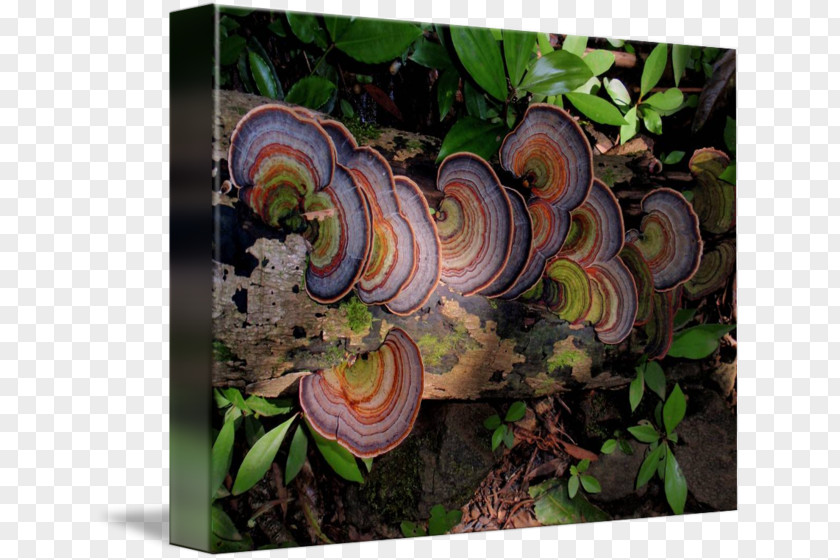 Fungi Mushroom Medicinal Fungus Medicine Forest PNG