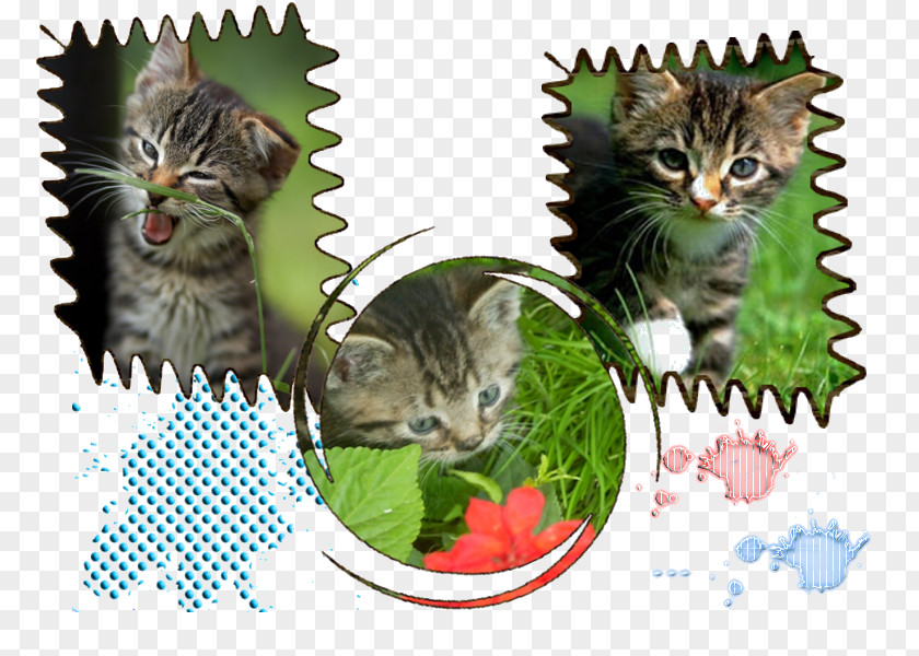 Border Colie European Shorthair Dragon Li Whiskers Tabby Cat Domestic Short-haired PNG