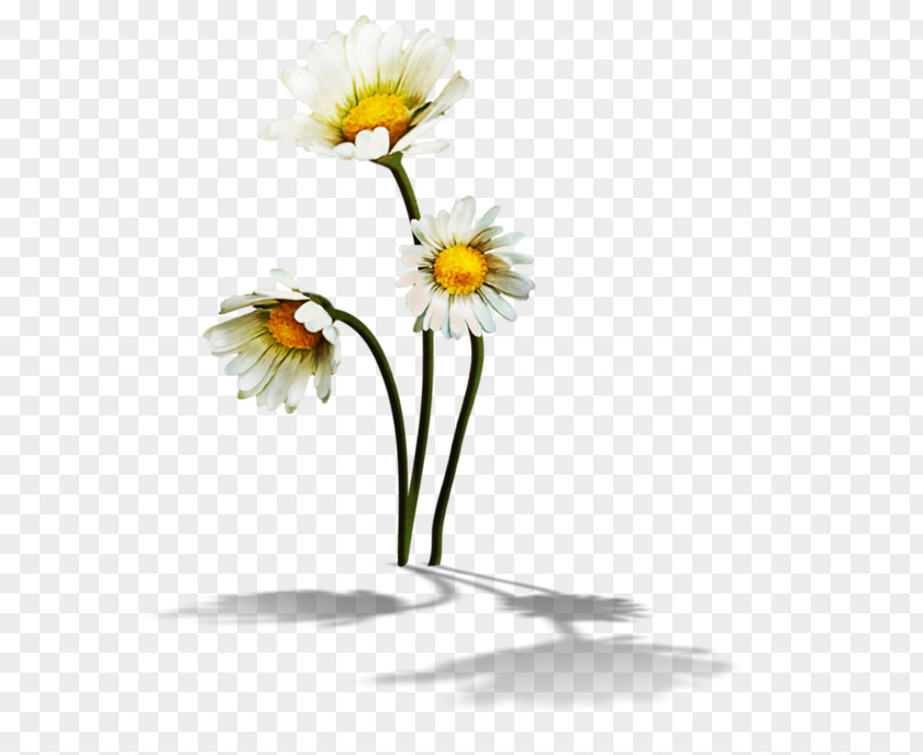 Chamomile Flower Common Daisy Clip Art PNG