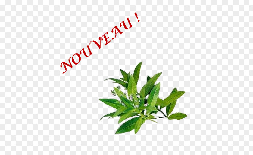 Essential Oil Common Verbena Verveine Medicinal Plants Pianta Aromatica PNG