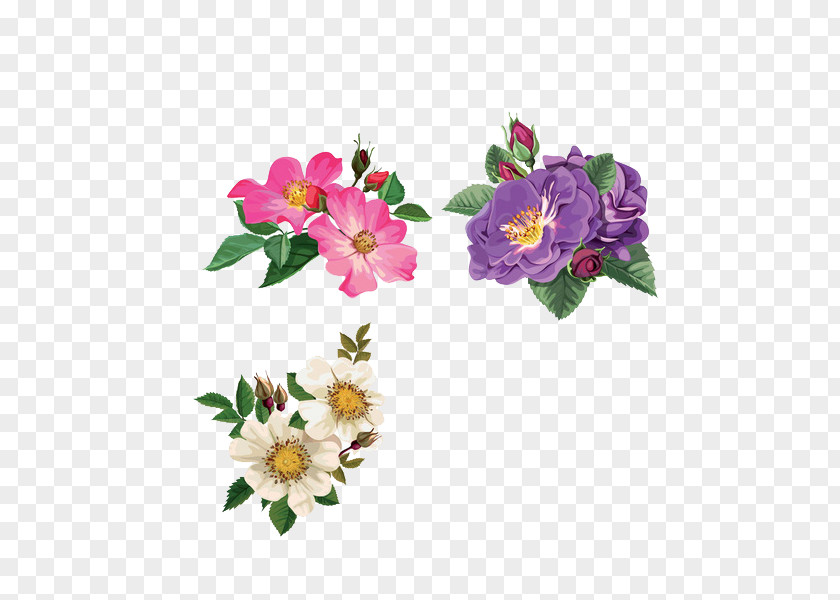 Floral Decoration Pattern Rosa Arkansana Dog-rose Flower Illustration PNG