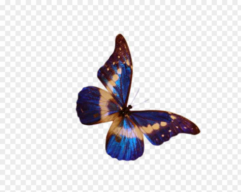Butterfly Frame Desktop Wallpaper PNG