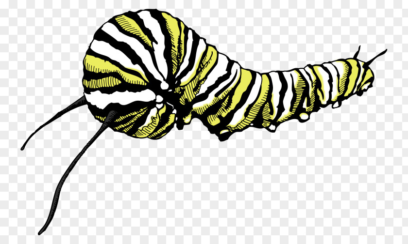 Larva Nymphalidae Caterpillar Monarch Butterfly PNG