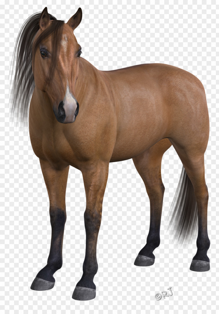 Mustang Mane Stallion Foal Mare PNG