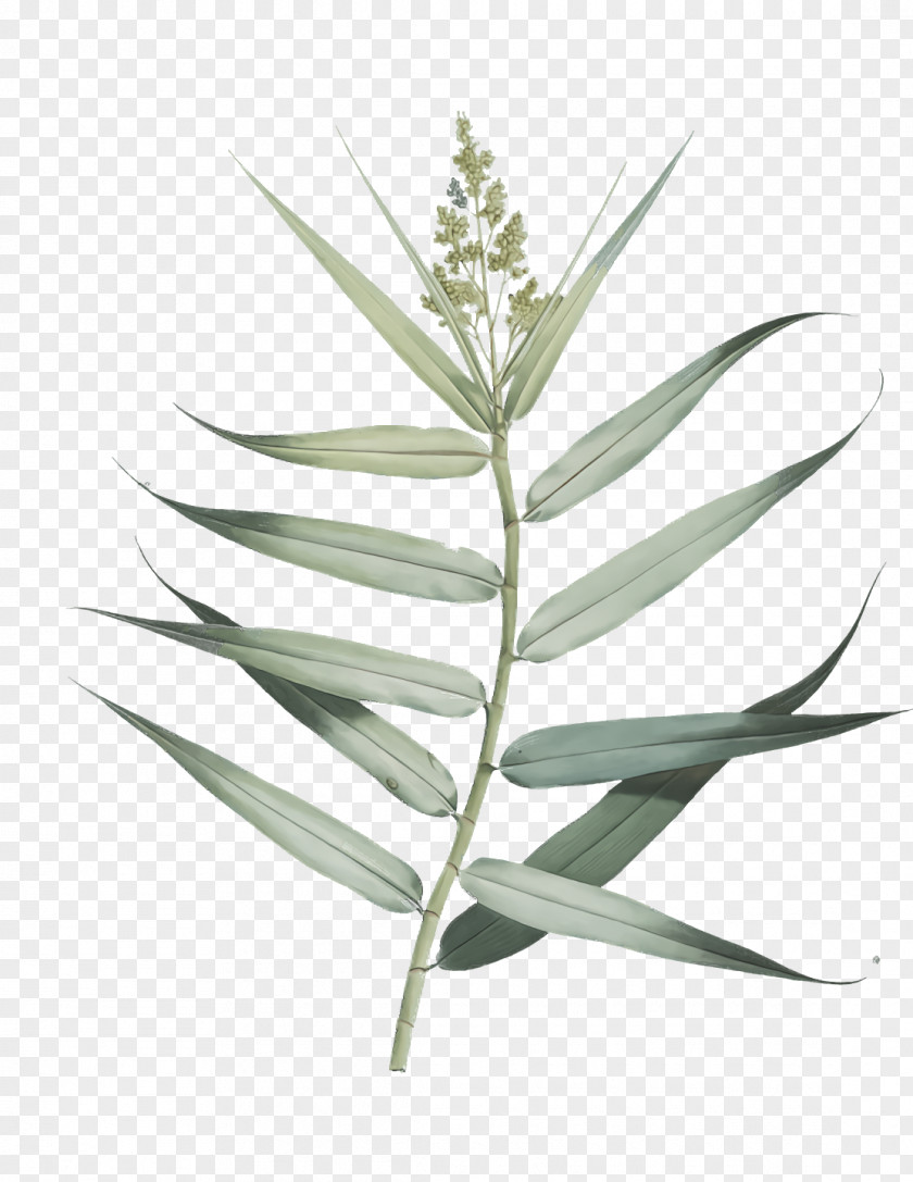 Plant Stem Leaf Grasses Plants Structure PNG