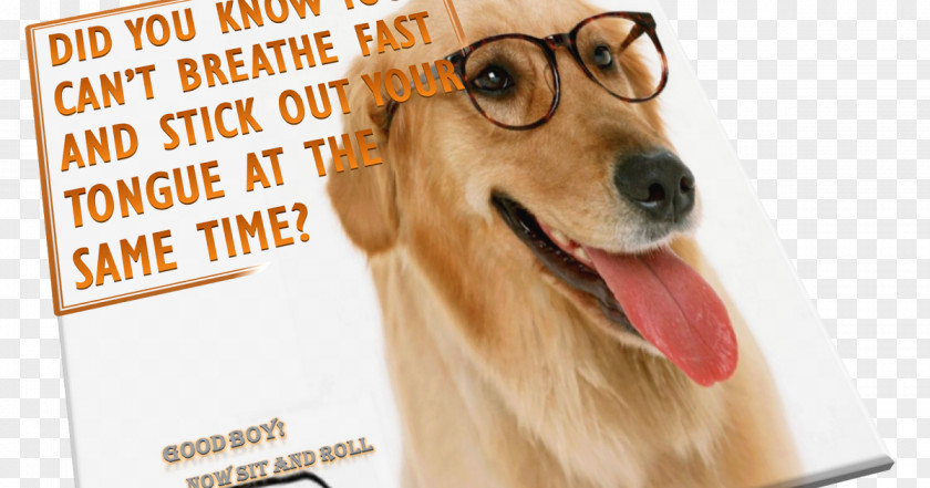 Puppy Dog Breed Golden Retriever Companion Glasses PNG