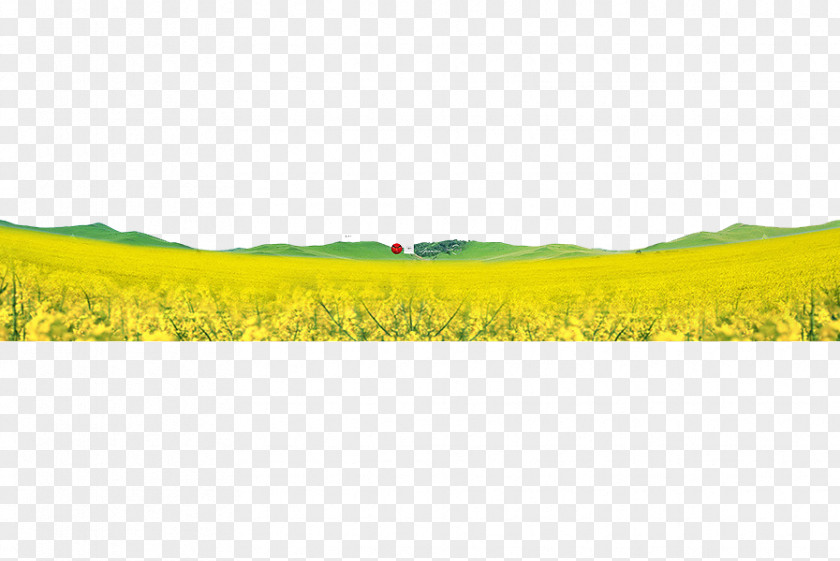 Beautiful Field Yellow Google Images PNG