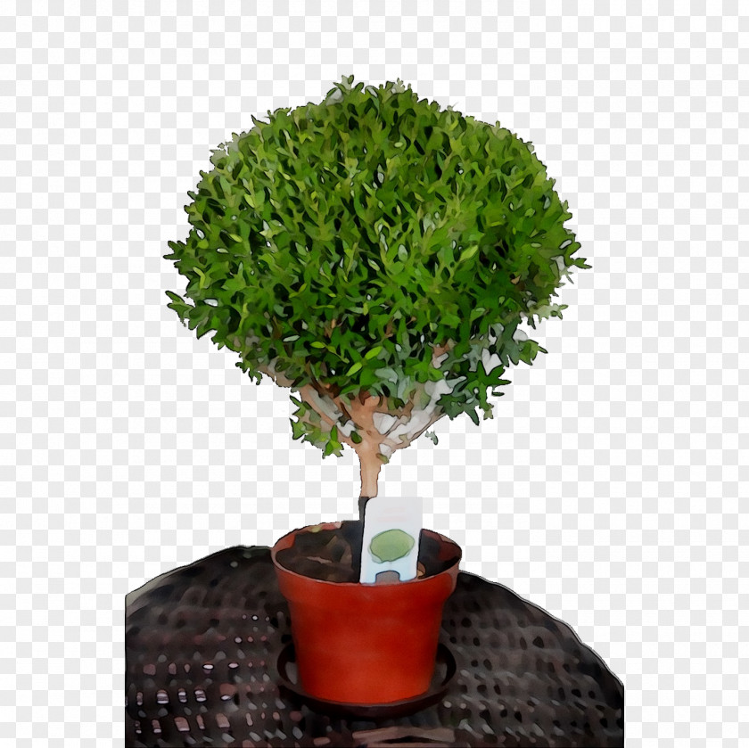 Chinese Sweet Plum Tree Shrub Herb PNG