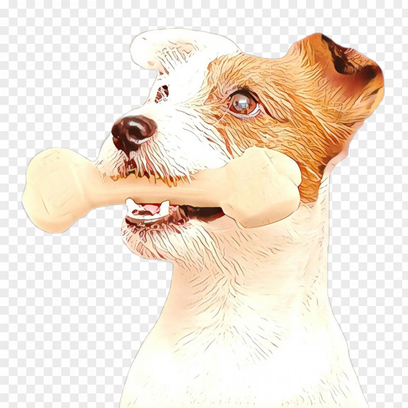 Dog Companion Snout Sealyham Terrier Rare Breed (dog) PNG