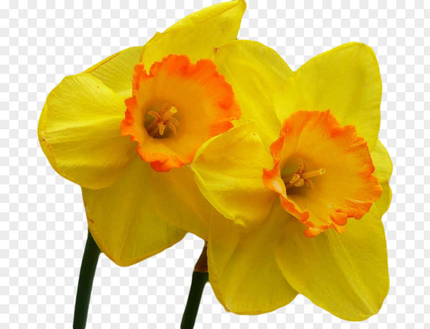 Flower Desktop Wallpaper Yellow Display Resolution Metaphor PNG