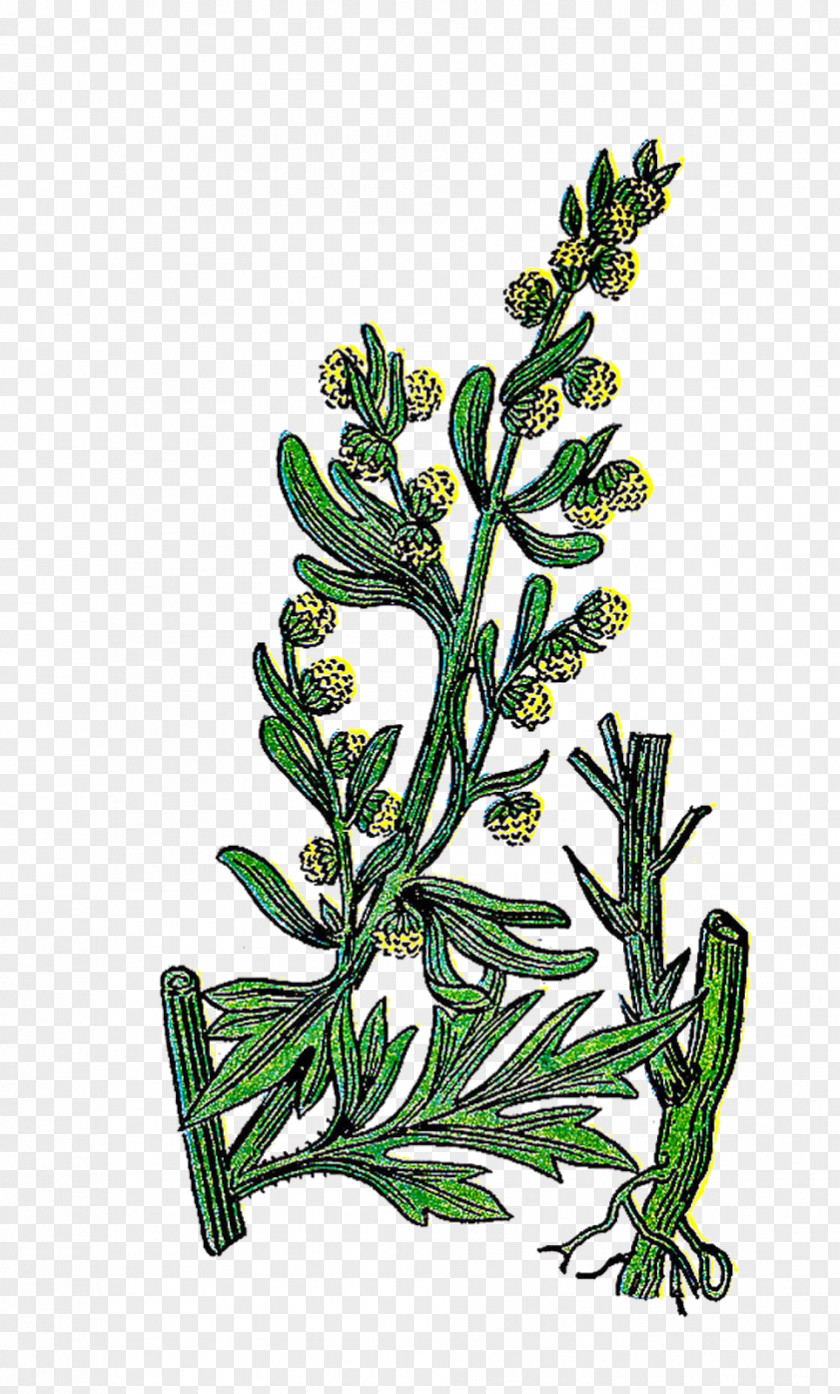 Herb Stamp Clip Art Medicinal Plants PNG