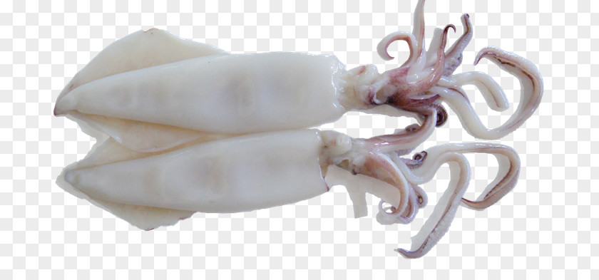 Pedas Squid As Food Octopus Sweet And Sour Meat PNG