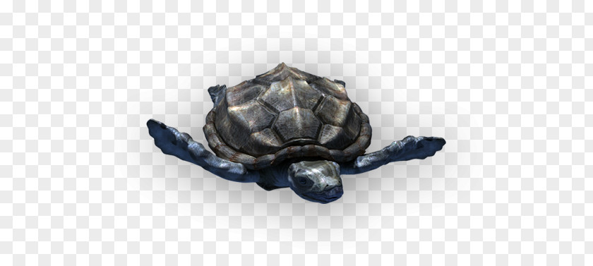 Shark Tortoise Turtle Prehistory Protostega PNG