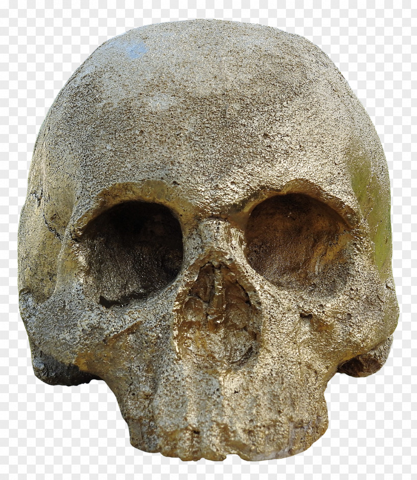 Skulls Human Skull Symbolism Skeleton And Crossbones PNG