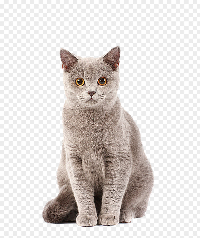 Cat Material PNG material clipart PNG