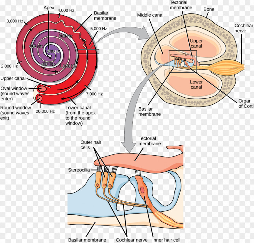 Ear Transduction Auditory System Vestibular Hearing Cochlea PNG