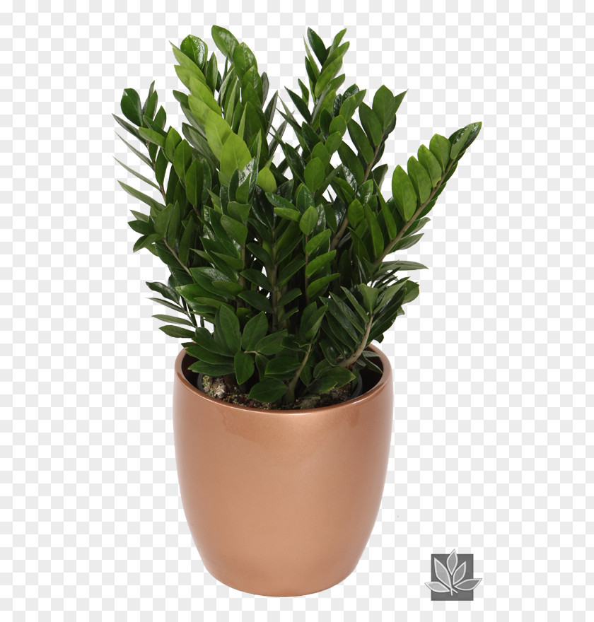 Indoor Houseplants Identification Zamioculcas Zamiifolia Houseplant Plants Garden PNG