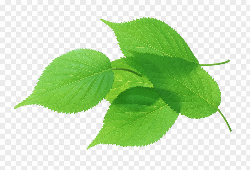 Leaf Green Transpiration Stock Photography PNG