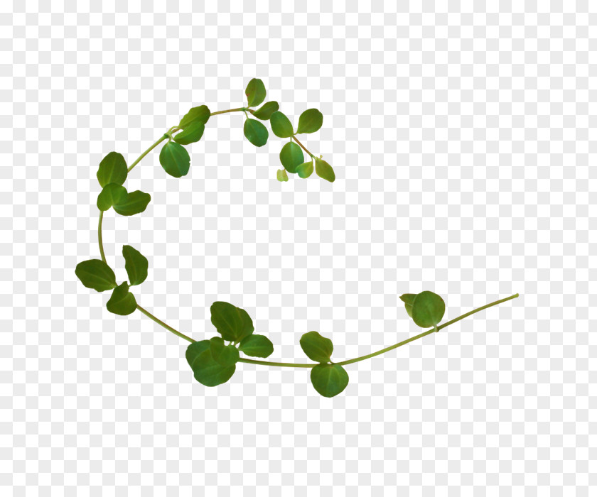 Plant Vine Clip Art PNG