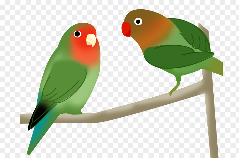 Tropic Bird Budgerigar Lovebird Parakeet Beak Pet PNG