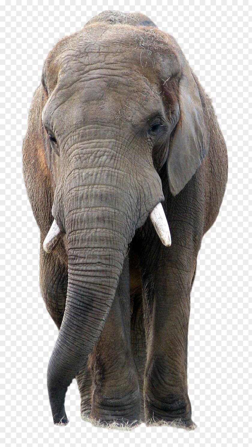 Animal Elephant PaintShop Pro Icon PNG